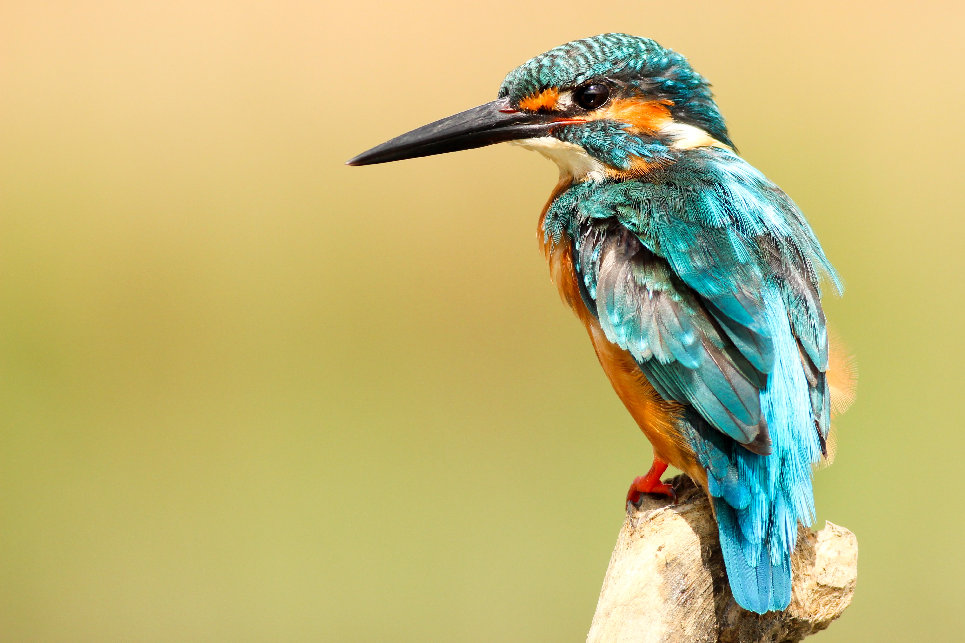 kingfisher - blue and brown bird on brown tree trunk