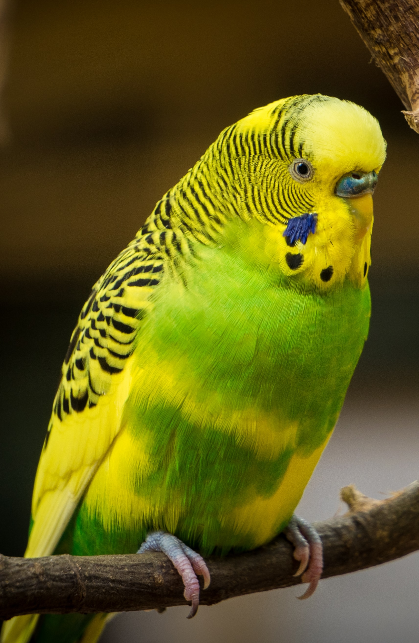 budgerigar - green and yellow bird standing on tree branch